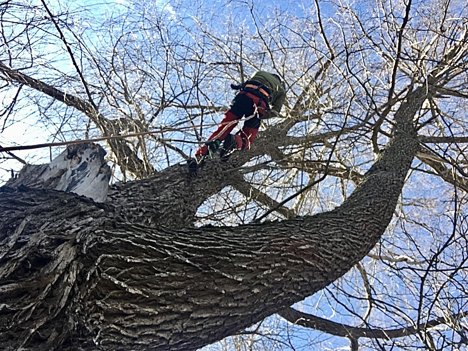 Trädbeskärning i Sandviken